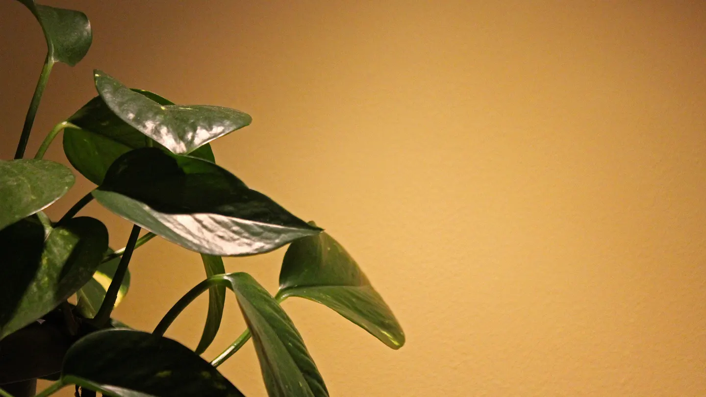 imagen-principal-cabecera